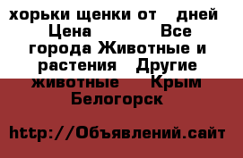 хорьки щенки от 35дней › Цена ­ 4 000 - Все города Животные и растения » Другие животные   . Крым,Белогорск